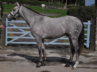 Book1 Lot 137